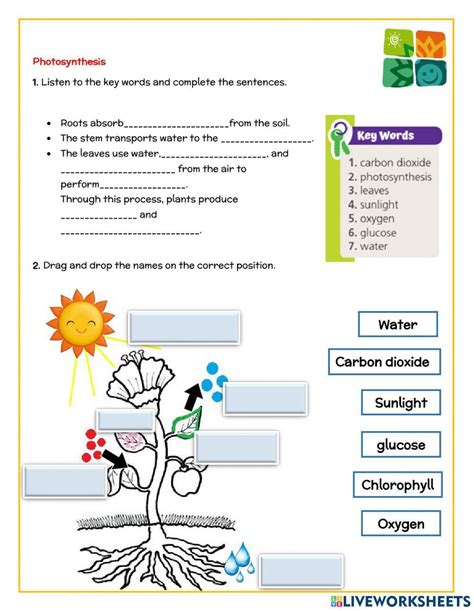 Photosynthesis Fill In The Blank Interactive Worksheet