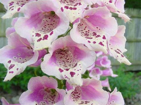 1000 DWARF FOXY MIX FOXGLOVE Digitalis Purpurea Flower Seeds EBay