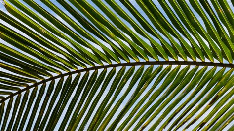 Palm Tree · Free Stock Photo