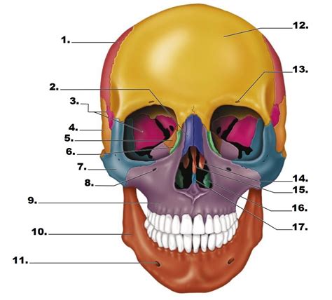 Bio Lab Quiz Frontal Skull Diagram Quizlet