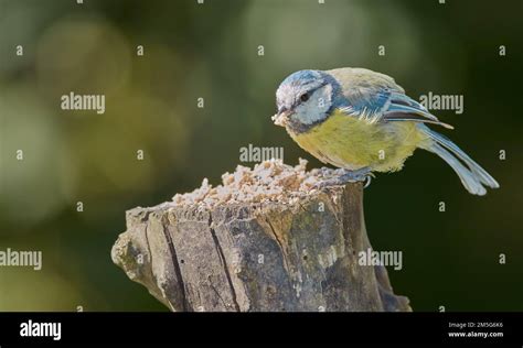 Tit azul El tit azul de Eurasia es un pequeño ave paseriforme de la