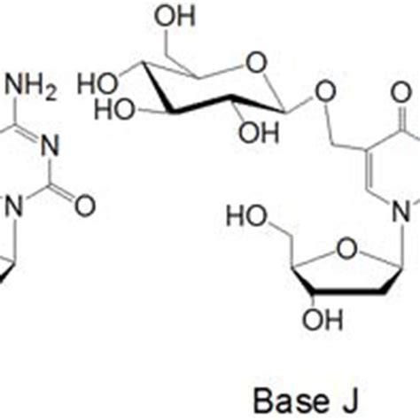 Chemical Structures Of 2′ Deoxynucleosides Containing 5hmu 5hmc Base