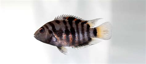 Convict Cichlid: Care, Size, Tank Mates & Breeding - Fishtank Expert