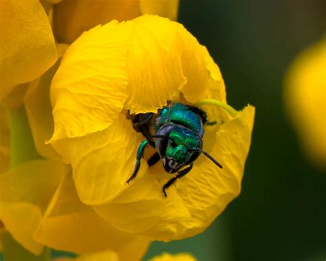 Green Orchid Bee Emerging From Flower Jeff Dethuin Flickr