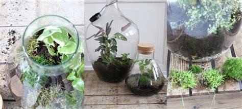 Diy Zo Maak Je Een Zelfvoorzienend Terrarium In Een Grote Fles