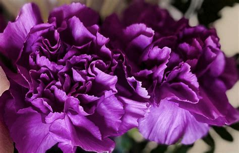 Purple Carnation Flower Meaning