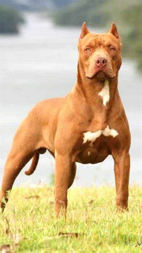 World's most dangerous dog breeds