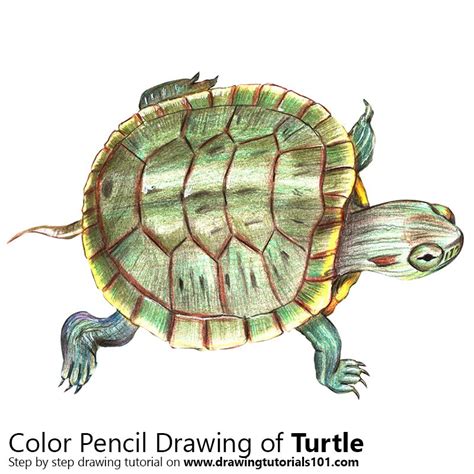 Turtle Colored Pencils - Drawing Turtle with Color Pencils ...