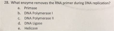 Solved 28. What enzyme removes the RNA primer during DNA | Chegg.com 