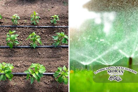 Drip Irrigation Vs Sprinkler What Are The Differences