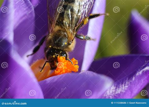 Honey Bee On Crocus In Spring Gathering Nectar Stock Photo Image Of