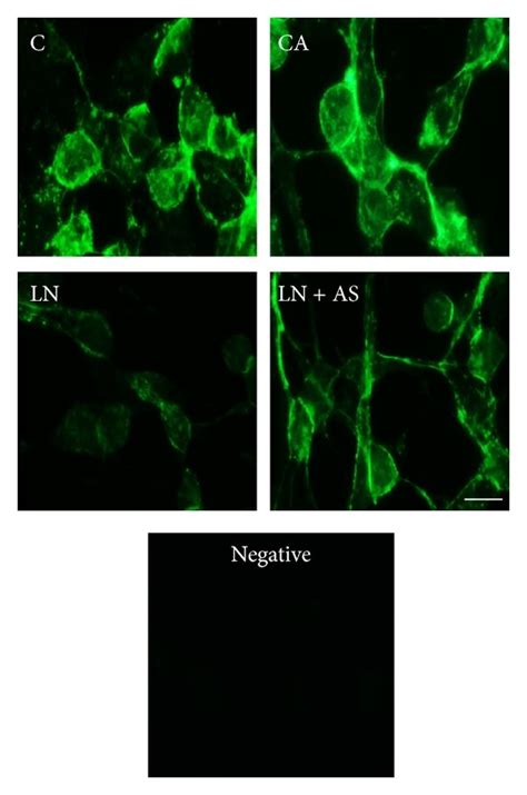 A Ncam Protein Expression Levels Were Determined By Immunostaining In