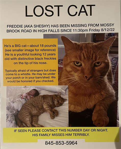 Freddie from High Falls ( ️ Sponsored by Ulster Savings Bank) - Lost