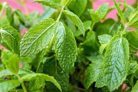 Peppermint Oil Uses And Benefits The Health Nut Mama