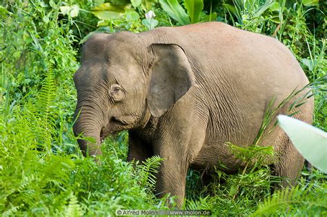 Borneo Pygmy Elephant Photo Kinabatangan River Wildlife Sukau Sabah