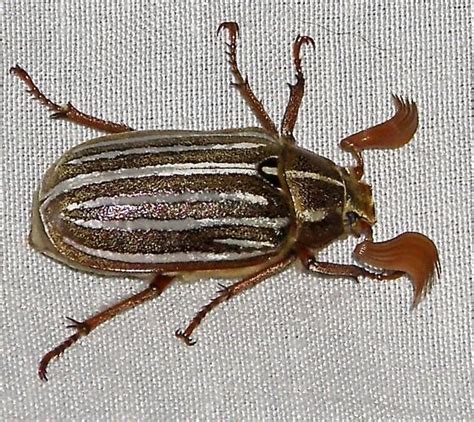 Ten Lined June Beetle Polyphylla Decemlineata Bugguidenet