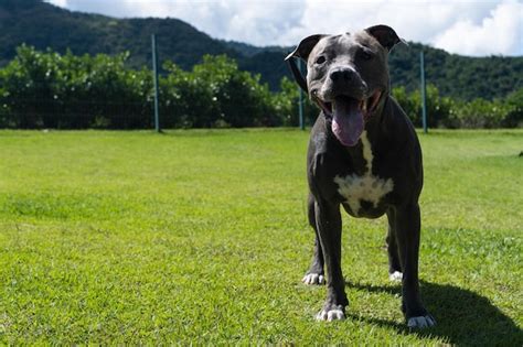 Cachorro Pit Bull De Nariz Azul Brincando E Se Divertindo No Parque