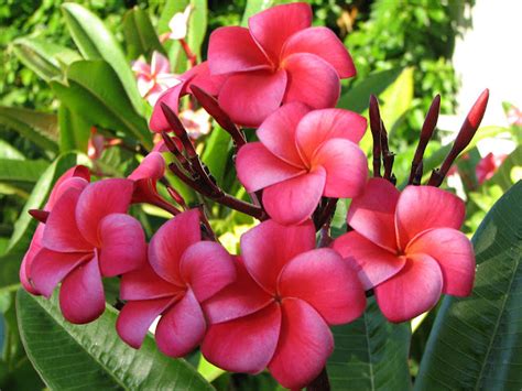 Flowers pictures ~ a special flowers
