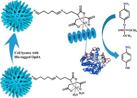 在病毒样介孔二氧化硅纳米颗粒上对his标记的有机磷酸水解酶的定向固定和纯化，用于有机磷酸酯的生物修复。 Acs Sustainable Chemistry And Engineering X Mol