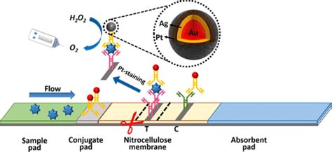Staining Traditional Colloidal Gold Test Strips With Pt Nanoshell