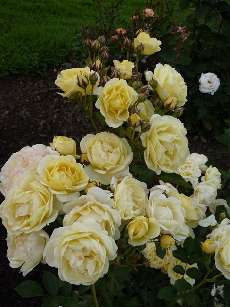 Golden Border – Karin Schade – Stauden und Rosen