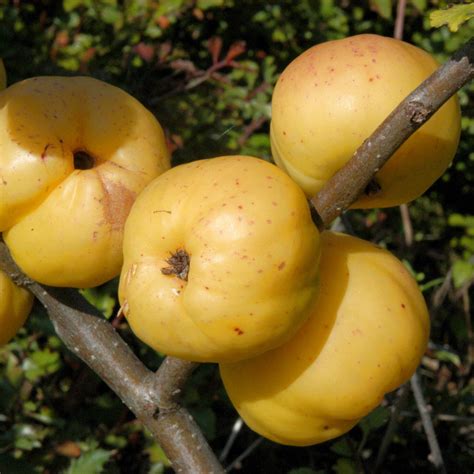 Chaenomeles Speciosa