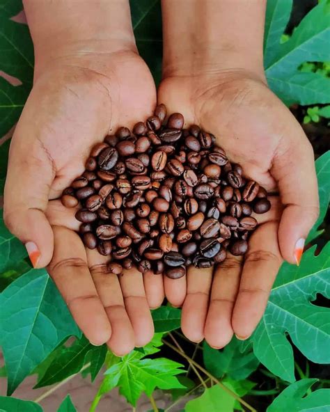 Coffee Seeds: Harvesting, Growing & Buying Guide - Plants Craze