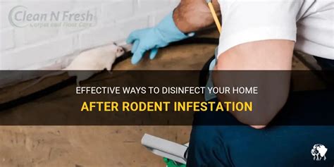 Effective Ways To Disinfect Your Home After Rodent Infestation Petshun