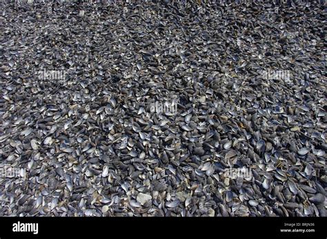 Mussel Shells Hi Res Stock Photography And Images Alamy