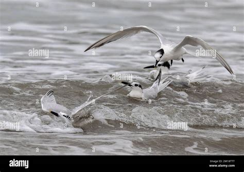 Sandwich Terns Thalasseus Sandvicensis Washing And Preening In