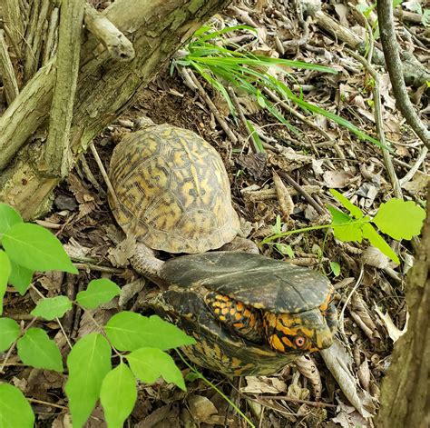 Went For A Hike In The Woods And Startled A Couple Having Sex The Guy Was So Scared He