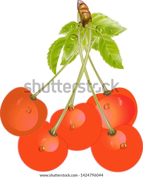 Ripe Red Cherry Berries Leaves Vector Stock Vector Royalty Free