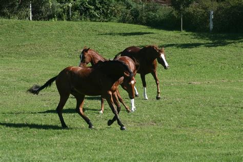 Your Horses Engine The Hindgut Equine Nutrition For Gut Health