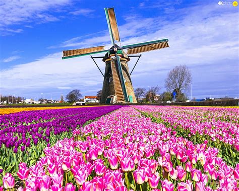 Dutch Windmill Mobile For Amsterdam Tulips And Windmills Hd Wallpaper Pxfuel