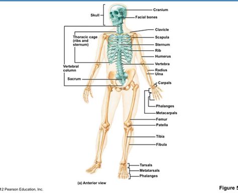 Skeletal System Test Flashcards Quizlet