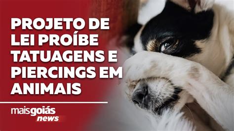 Projeto de lei proíbe tatuagens e piercings em animais Mais Goiás