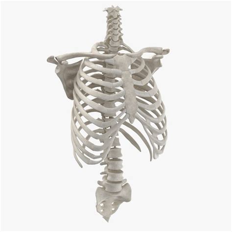 Real Human Rib Cage 3d Model Turbosquid 1639935