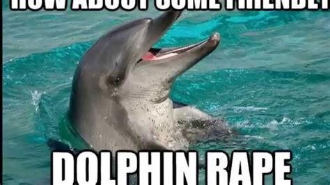 Montage Of Dolphin Memes Youtube