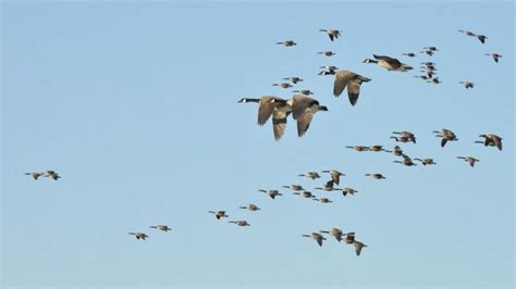 More than 4 billion birds stream overhead during fall migration ...