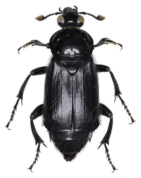 Free Photo | Nicrophorus humator beetle specimen