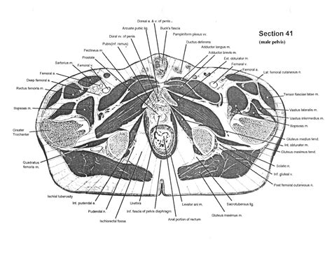 Cross-sectional Human Anatomy