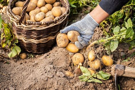 Patata Para qué sirve Qué es Beneficios tipos y más