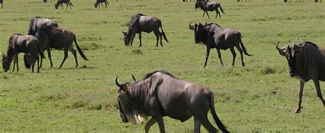 Days Ndutu Wildebeest Migration Calving Safari Ngorongoro Crater