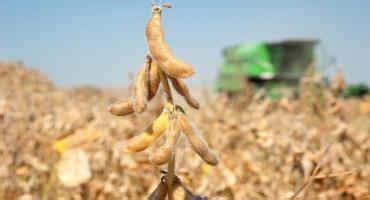 Crop Progress Soybean Dry Bean Harvest Nearly Finished Farms