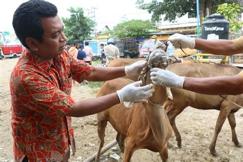 Foto Cegah Wabah PMK Meluas Pasar Hewan Terbesar Di NTB Akan Ditutup