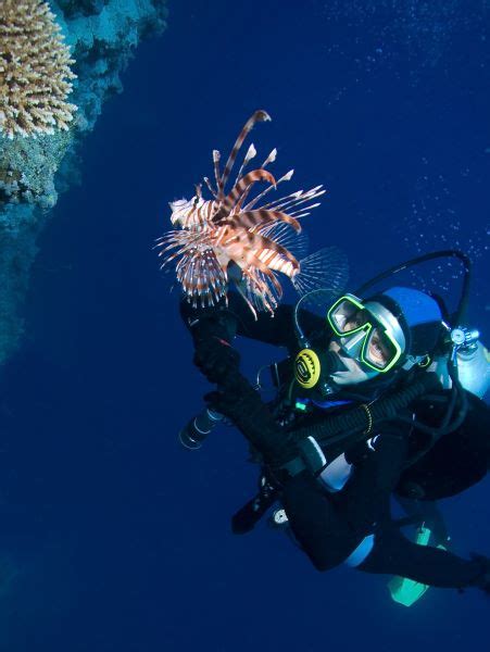 What Degree Do You Need to Become a Marine Biologist? - DegreeQuery.com