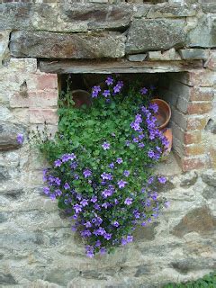 Fleuriste Isabelle Feuvrier Les Campanules De Mon Jardin