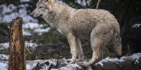 Wallis stoppt Wolfsabschüsse Naturschützer triumphieren