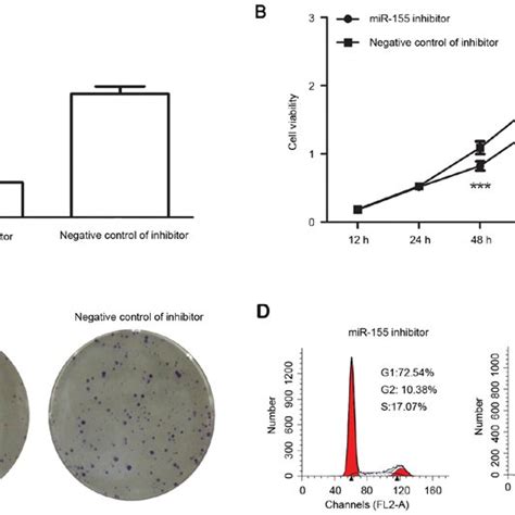 Downregulation Of Mir Inhibits The Proliferation And Cell Cycle Of