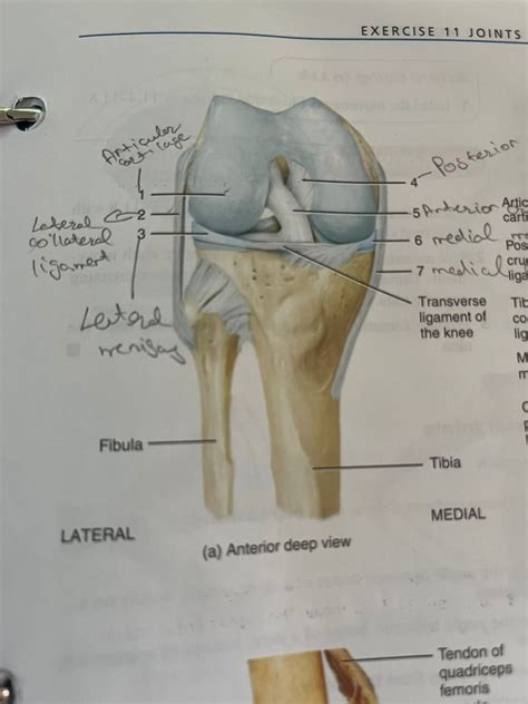 Diagram Of Knee Joint Quizlet